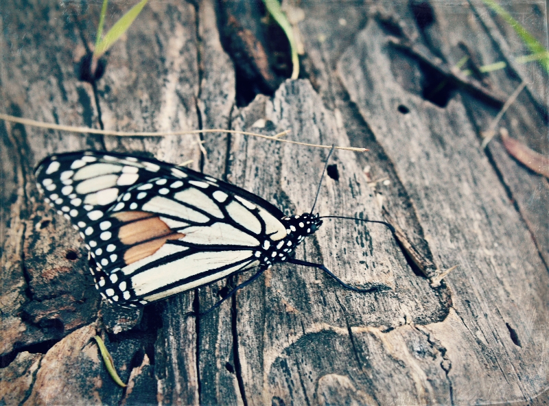 butterfly-preserve-2