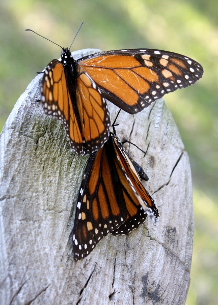 butterfly-preserve-3