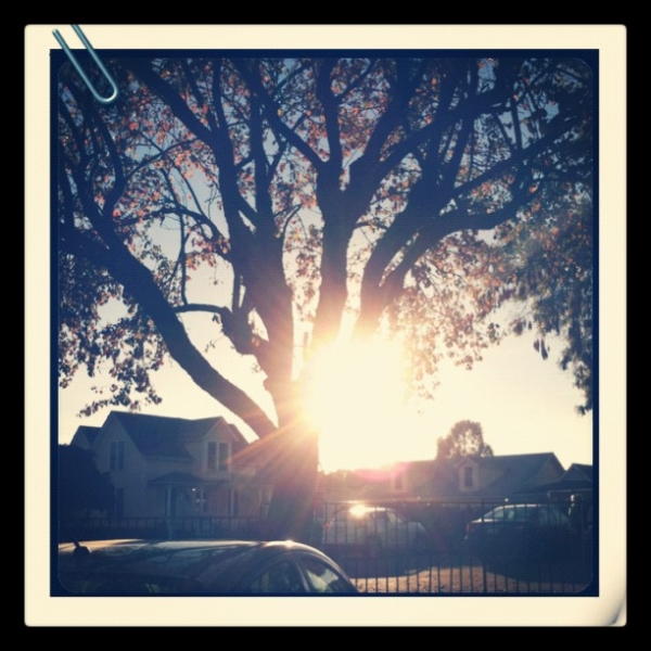 sunflare