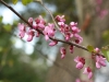 NextGen ScrollGallery thumbnail