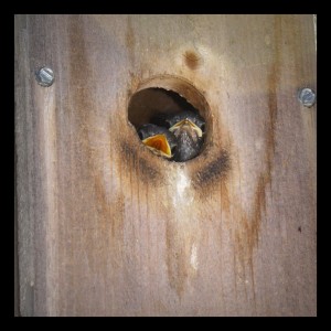 Baby Birds