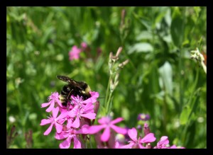 Bee