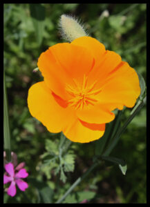CA Poppy