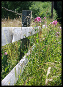 Fence & Wildflowers