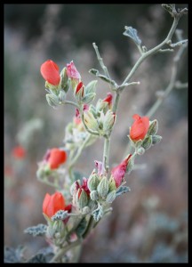 Globe Mallow