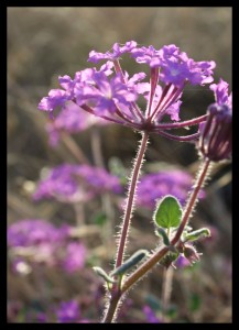 Moss Verbena