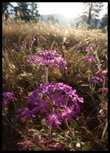 Moss Verbena at Sunrise