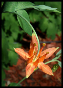 Orange Flower