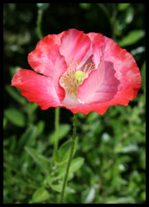Pink Flower
