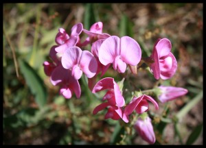 Pink Flower