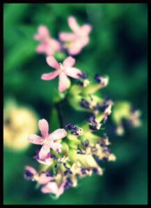 Purple Flowers