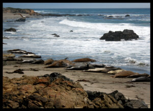Sea Lions