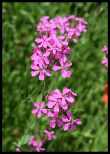 Sherbet Flowers