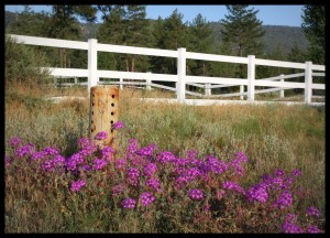 White Picket Fence