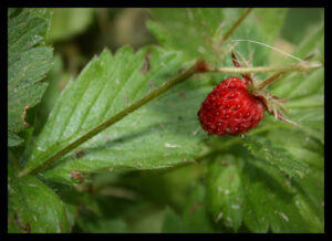 Wild Strawberry