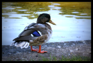 die Ente