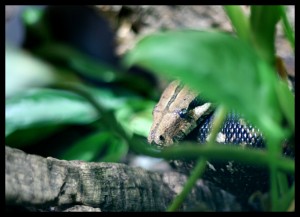 Brown Snake Brown Snake