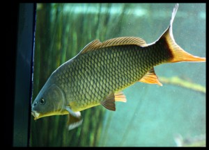 Green Fish Green Fish