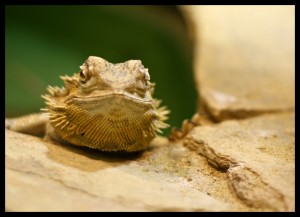 Iguana Iguana