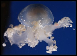 Jellyfish Jellyfish