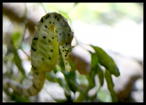 Seahorse Seahorse