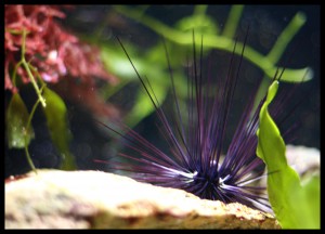Urchin Urchin