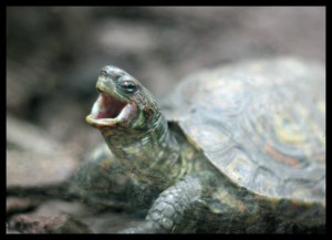 Yawning Turtle Yawning Turtle